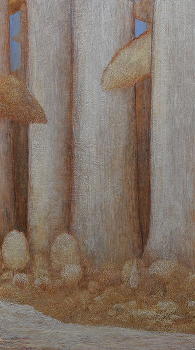 Redwoods in White